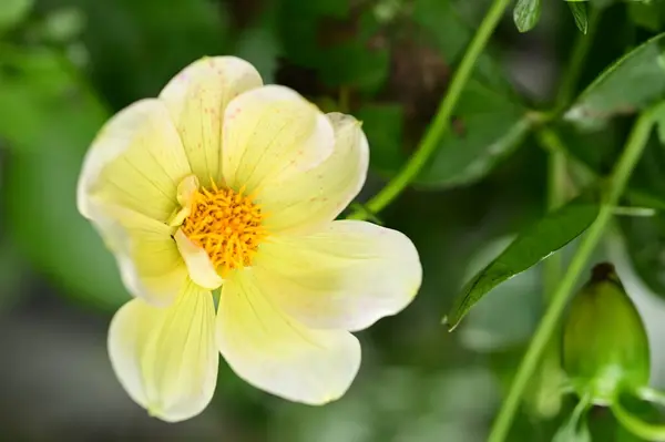 Vue Rapprochée Belles Fleurs Blanches Jaunes Dans Jardin — Photo