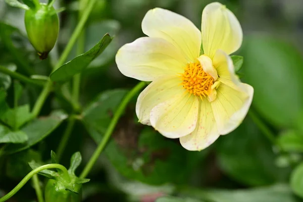 Вид Красивые Белые Желтые Цветы Саду — стоковое фото