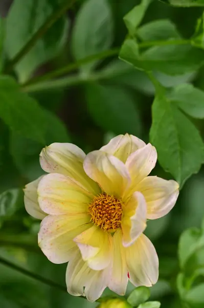 Vista Cerca Hermosas Flores Blancas Amarillas Jardín — Foto de Stock