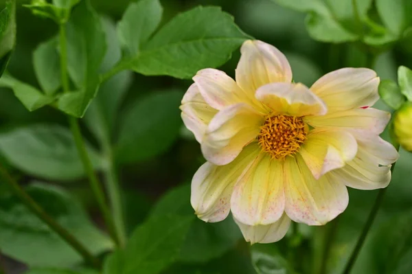 Vista Cerca Hermosas Flores Blancas Amarillas Jardín — Foto de Stock