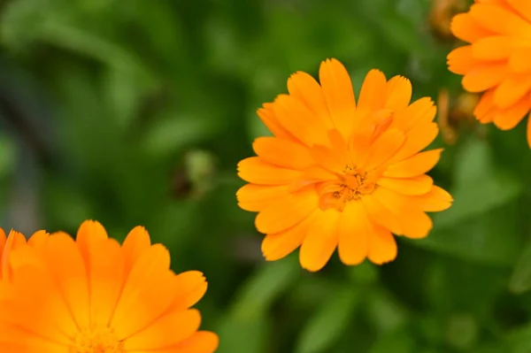 庭の美しいオレンジの花を間近に見ることができます — ストック写真