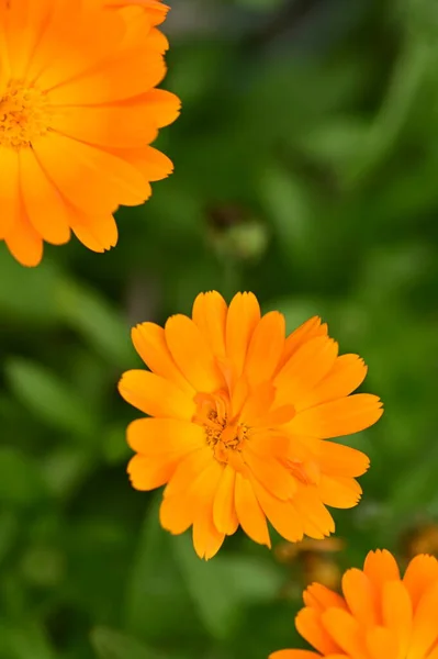 Крупним Планом Вид Красиві Помаранчеві Квіти Саду — стокове фото