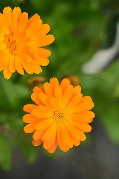 庭の美しいオレンジの花を間近に見ることができます — ストック写真