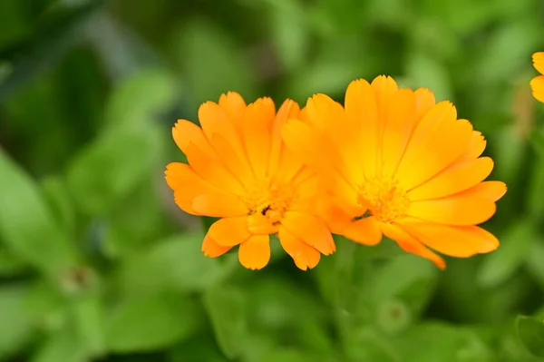 Közeli Kilátás Gyönyörű Narancs Virágok Kertben — Stock Fotó