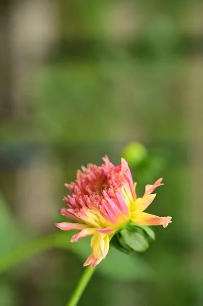Красивые Розовые Желтые Цветные Цветы Растут Саду — стоковое фото