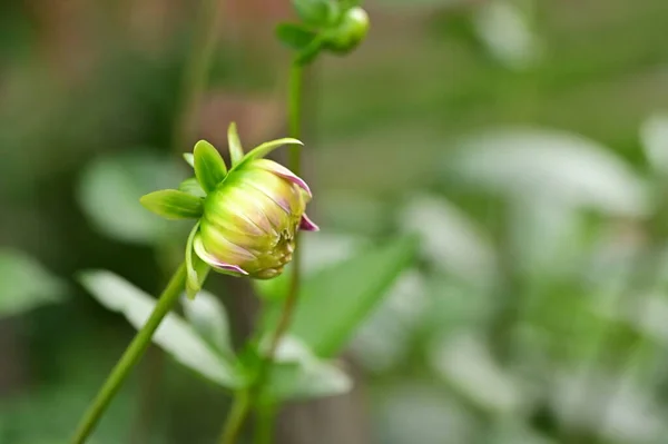 Belles Fleurs Roses Jaunes Qui Poussent Dans Jardin — Photo