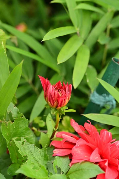 庭の美しい赤い花を間近に見ることができます — ストック写真