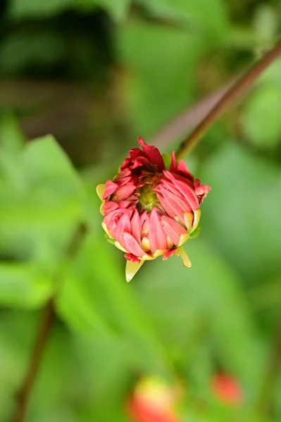 Bahçedeki Güzel Kırmızı Çiçekleri Kapat — Stok fotoğraf
