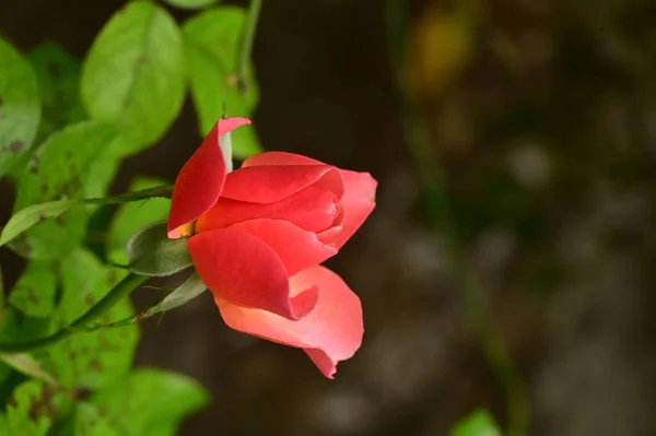 Närbild Bild Vacker Rosa Ros Trädgården — Stockfoto