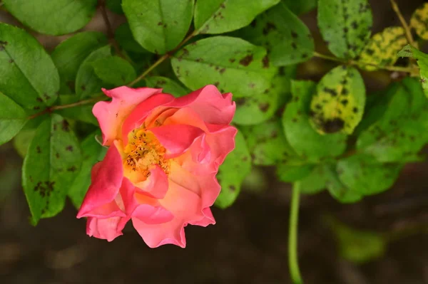 庭で美しいピンクのバラのショットを閉じます — ストック写真