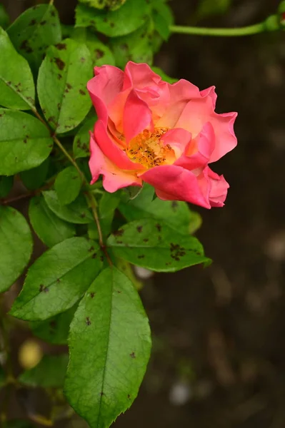 庭で美しいピンクのバラのショットを閉じます — ストック写真