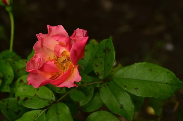 Κοντινό Πλάνο Του Όμορφου Ροζ Τριαντάφυλλου Στον Κήπο — Φωτογραφία Αρχείου