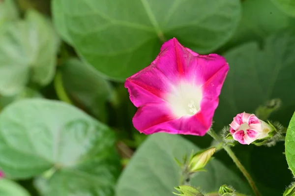 庭の綺麗なピンクの花を間近で見ることができ — ストック写真