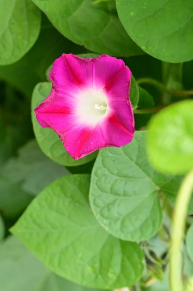 Vista Vicino Bellissimi Fiori Rosa Giardino — Foto Stock