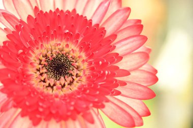 Güzel Gerbera çiçeği, yakın görüş, yaz konsepti.