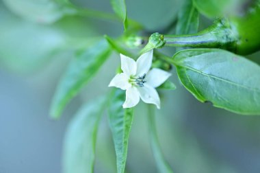 Bahçedeki güzel beyaz çiçekleri kapat.