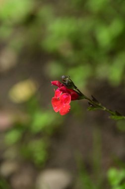 Bahçedeki güzel kırmızı çiçekleri kapat.