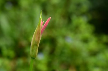 Bahçedeki güzel pembe çiçeklerin yakın görüntüsü