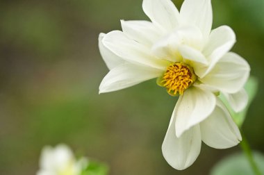 Bahçedeki güzel beyaz çiçekleri kapat.