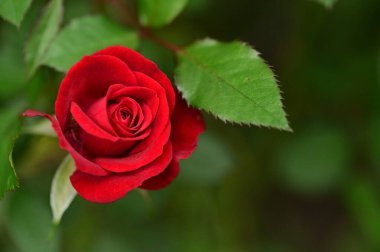 Güzel kırmızı gül çiçeği, yakın görüş, yaz konsepti