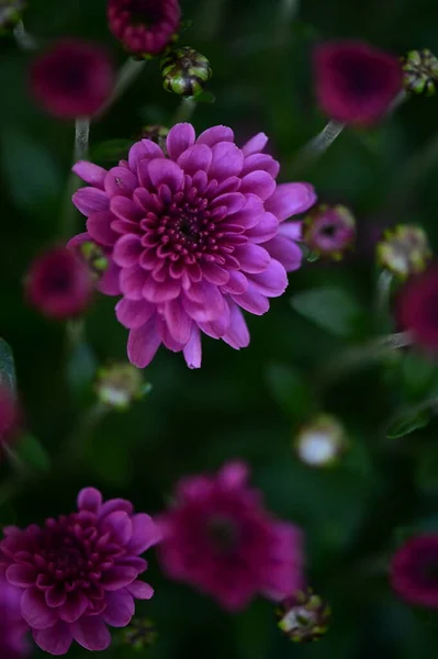 Közeli Kilátás Gyönyörű Rózsaszín Virágok Nyári Koncepció — Stock Fotó