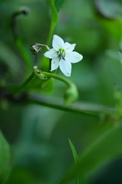 Nahaufnahme Von Schönen Weißen Blumen Garten — Stockfoto