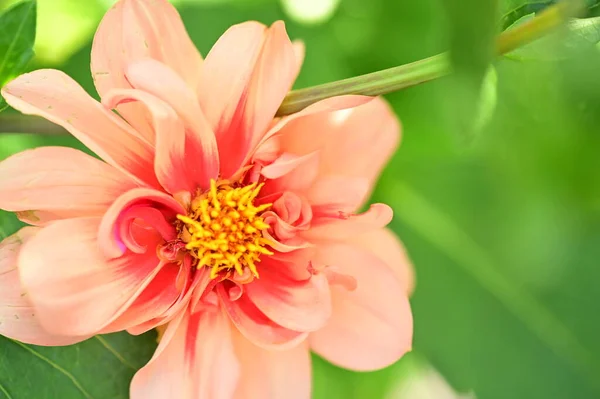 Close View Tender Red Flowers Summer Concept — Stock Photo, Image