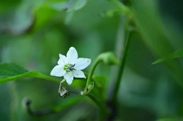 Крупним Планом Вид Красиві Білі Квіти Саду — стокове фото
