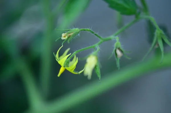 鸟瞰花园中美丽的黄花 — 图库照片