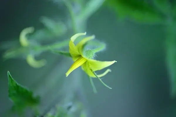 Vue Rapprochée Belles Fleurs Jaunes Dans Jardin — Photo