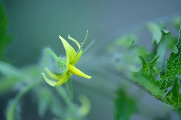 Vue Rapprochée Belles Fleurs Jaunes Dans Jardin — Photo