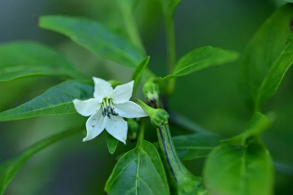 Vista Vicino Bellissimi Fiori Bianchi Giardino — Foto Stock