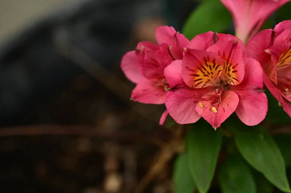 Närbild Vackra Rosa Blommor Trädgården — Stockfoto