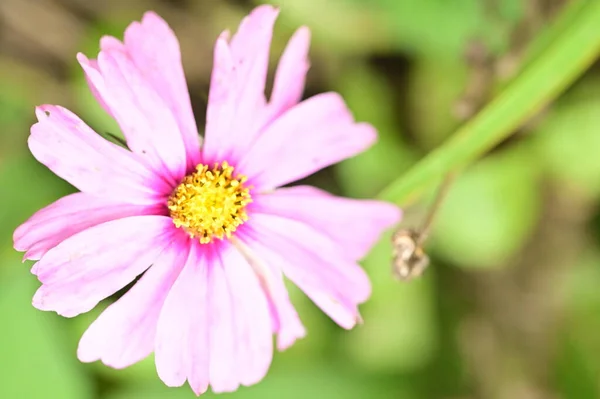 Close View Beautiful Pink Flowers Garden — Stock Photo, Image