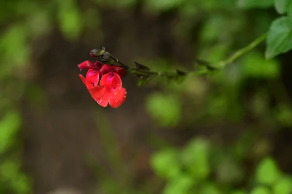 Közeli Kilátás Gyönyörű Vörös Virágok Kertben — Stock Fotó