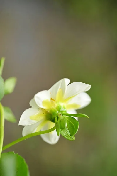 鸟瞰花园中美丽的白花 — 图库照片