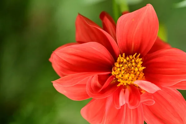 Vista Cerca Hermosas Flores Rojas Jardín —  Fotos de Stock