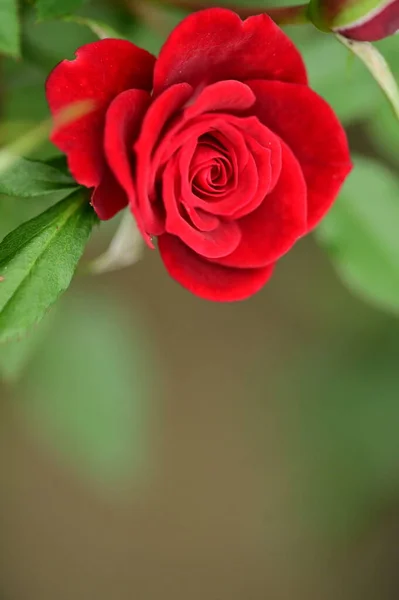 Piękny Kwiat Czerwonej Róży Widok Bliska Koncepcja Latem — Zdjęcie stockowe