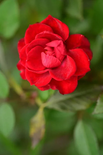Bellissimo Fiore Rosa Rossa Vista Vicino Concetto Estivo — Foto Stock