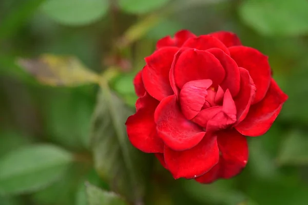 Vacker Röd Ros Blomma Närbild Sommar Koncept — Stockfoto