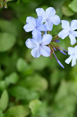 closeup view of beautiful blue flowers in the garden
