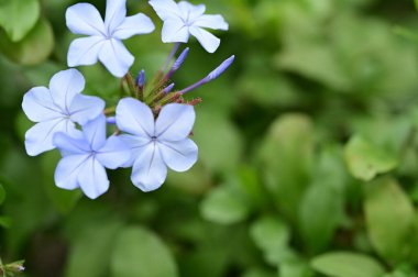 closeup view of beautiful blue flowers in the garden