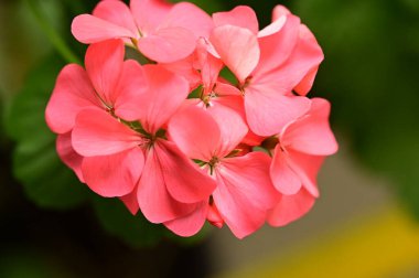 Bahçedeki güzel pembe çiçeklerin yakın görüntüsü