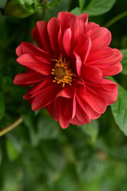 Bahçedeki güzel kırmızı çiçekleri kapat.