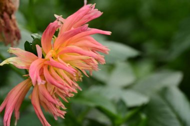 Bahçede büyüyen güzel pembe ve sarı renkli çiçek.
