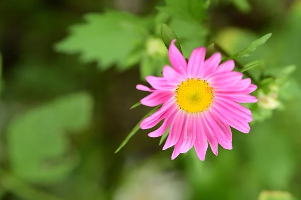 Close View Beautiful Pink Flowers Garden — Stock Photo, Image