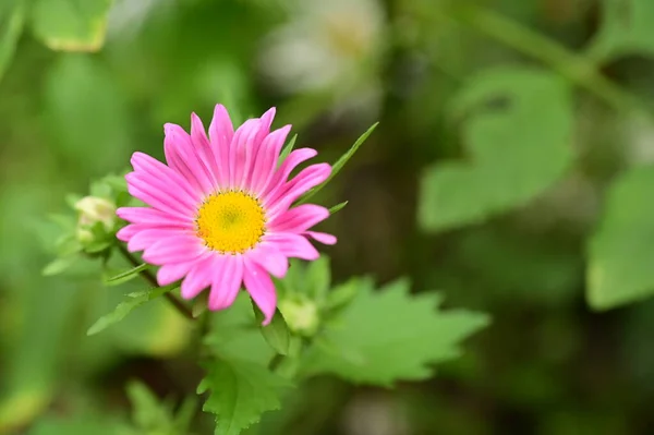 Close View Beautiful Pink Flowers Garden — стоковое фото