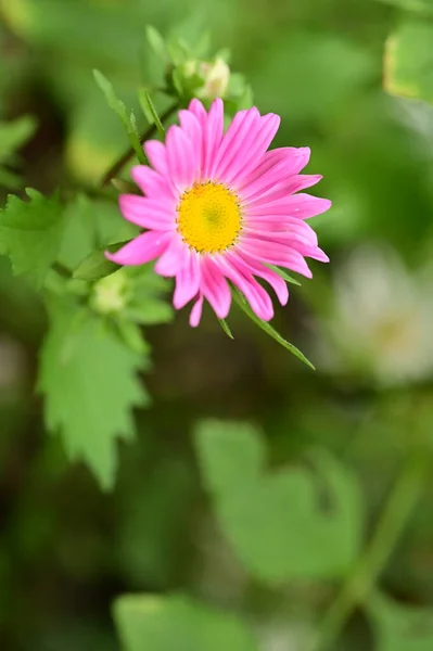Zblízka Pohled Krásné Růžové Květy Zahradě — Stock fotografie