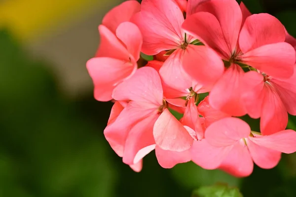 Närbild Vackra Rosa Blommor Trädgården — Stockfoto