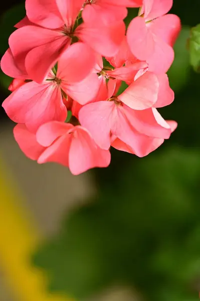 Close View Beautiful Pink Flowers Garden — Photo